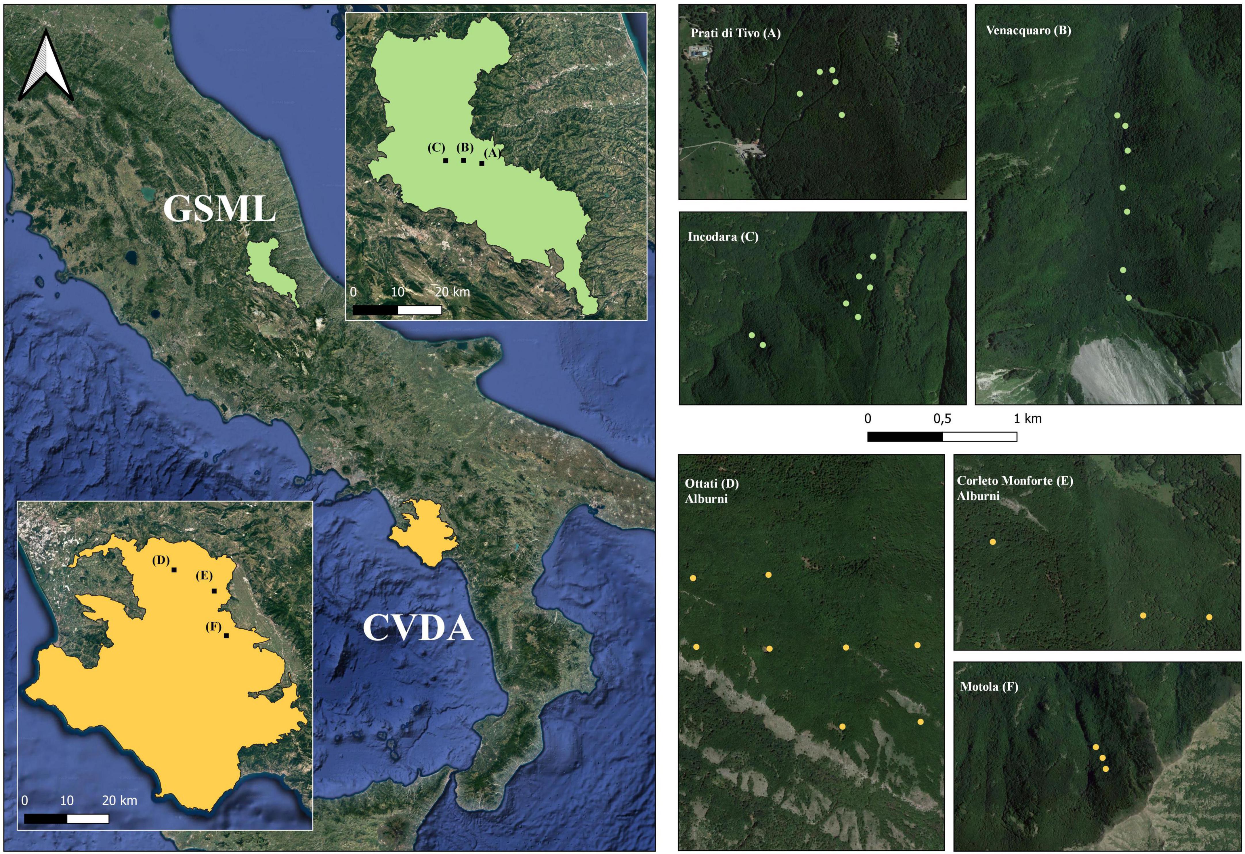 Sentinel-2 time series analysis for monitoring multi-taxon biodiversity in mountain beech forests